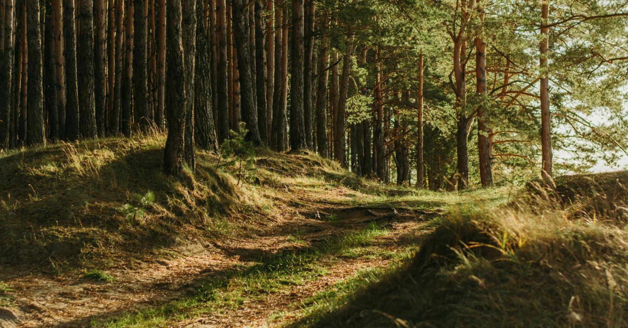 A serene pine forest path gently sloping through sunlit woods