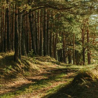 A serene pine forest path gently sloping through sunlit woods