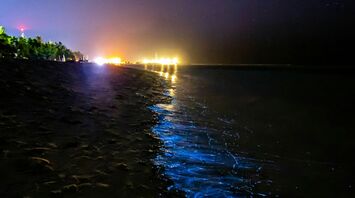Bioluminescent waves glowing along the shore at night in Newport