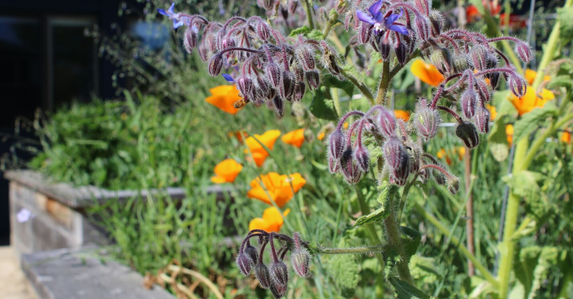 Close-up of flowering plants in a rain garden with vibrant green and purple leaves