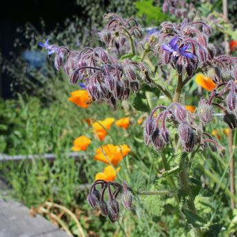 Close-up of flowering plants in a rain garden with vibrant green and purple leaves