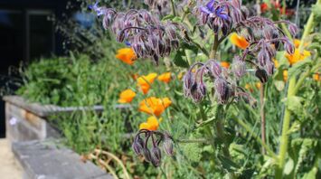 Close-up of flowering plants in a rain garden with vibrant green and purple leaves