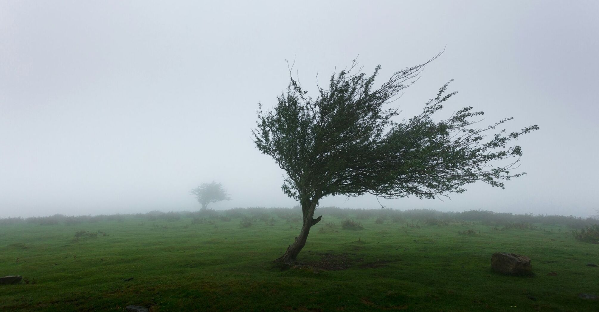 A tree bending in strong winds on a foggy landscape, highlighting stormy weather conditions