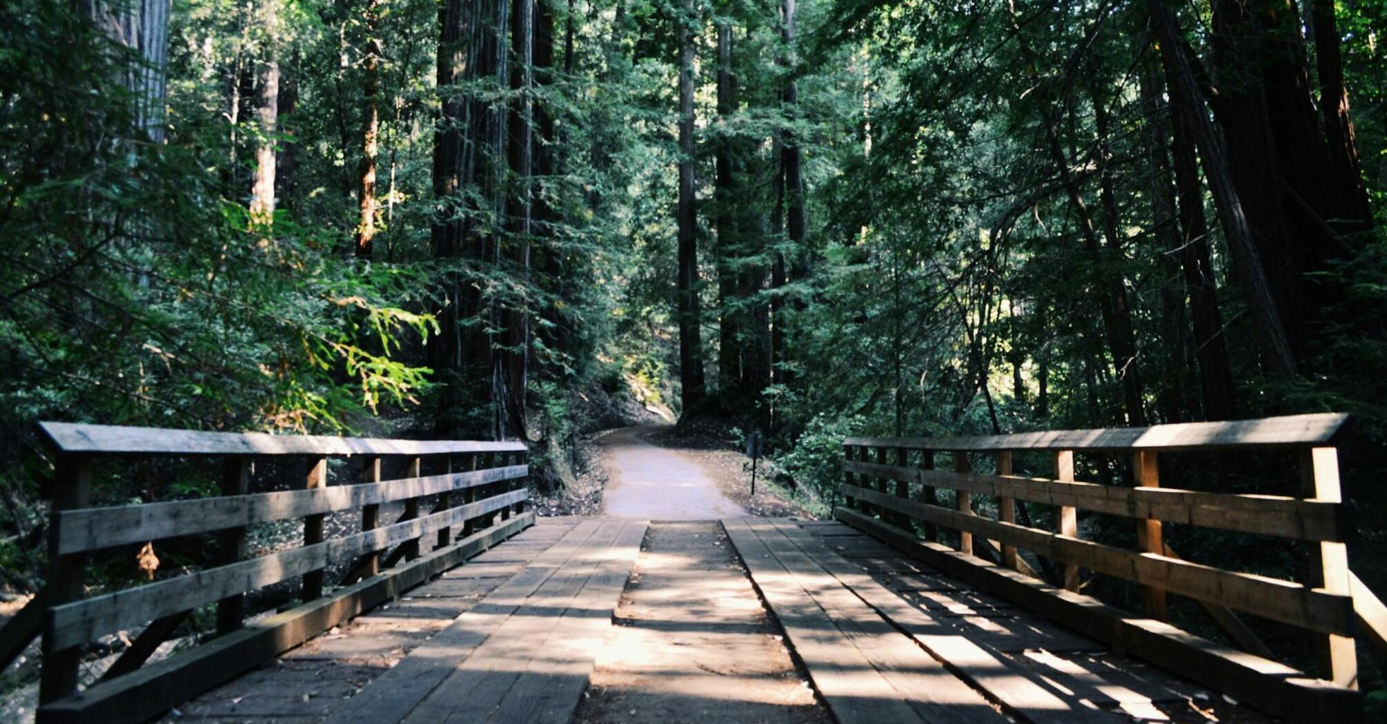 Wooden bridge on a forest trail surrounded by tall trees