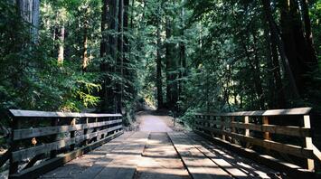 Wooden bridge on a forest trail surrounded by tall trees