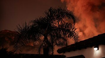 A palm tree silhouetted against a glowing sky with thick smoke rising in the background, indicating a wildfire nearby at night