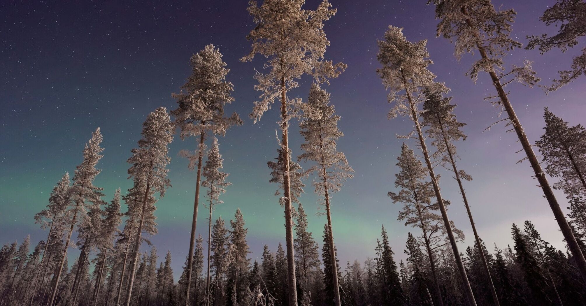 Snow-covered pine trees under a starry Arctic sky with a faint view of the Northern Lights