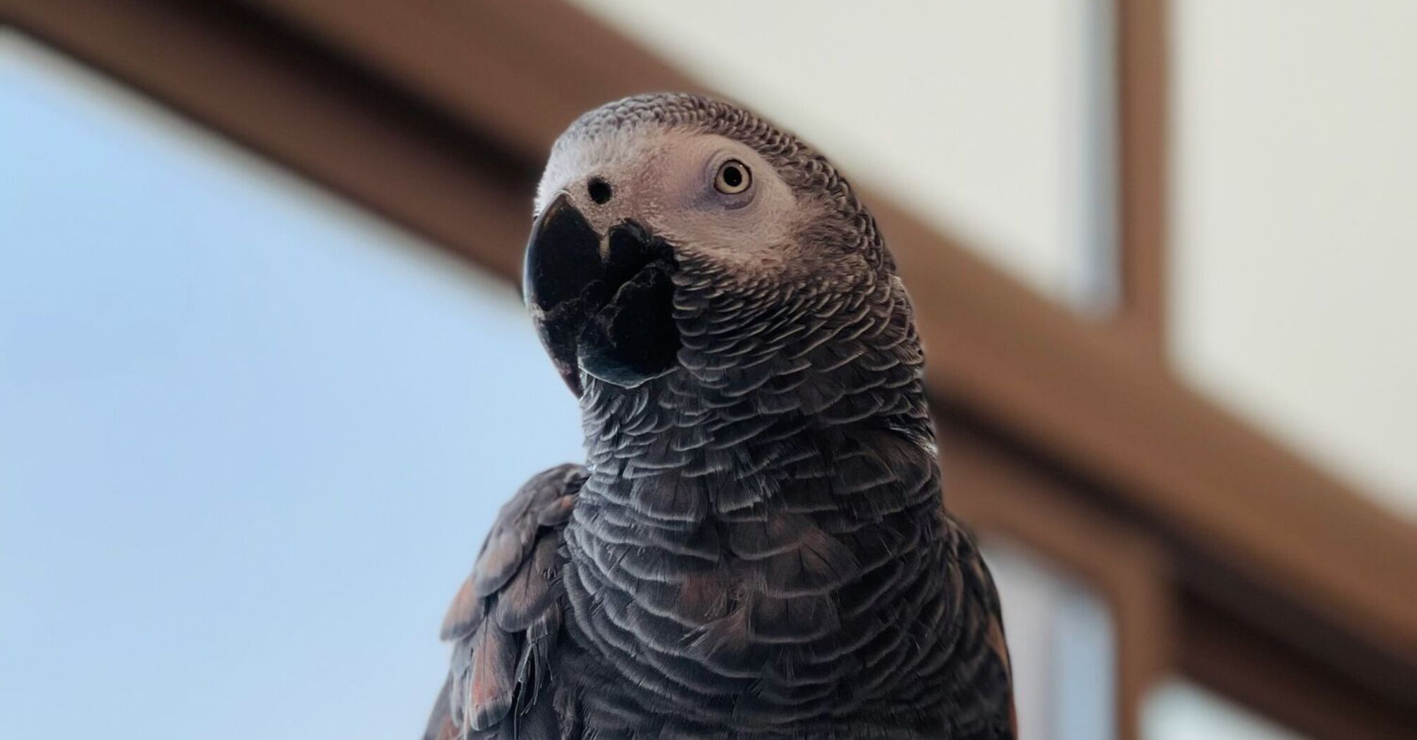 African grey parrot with a red tail perched on a cage