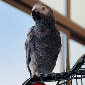 African grey parrot with a red tail perched on a cage