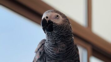 African grey parrot with a red tail perched on a cage