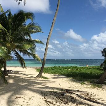 Tropical beach with palm trees and turquoise water