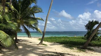 Tropical beach with palm trees and turquoise water