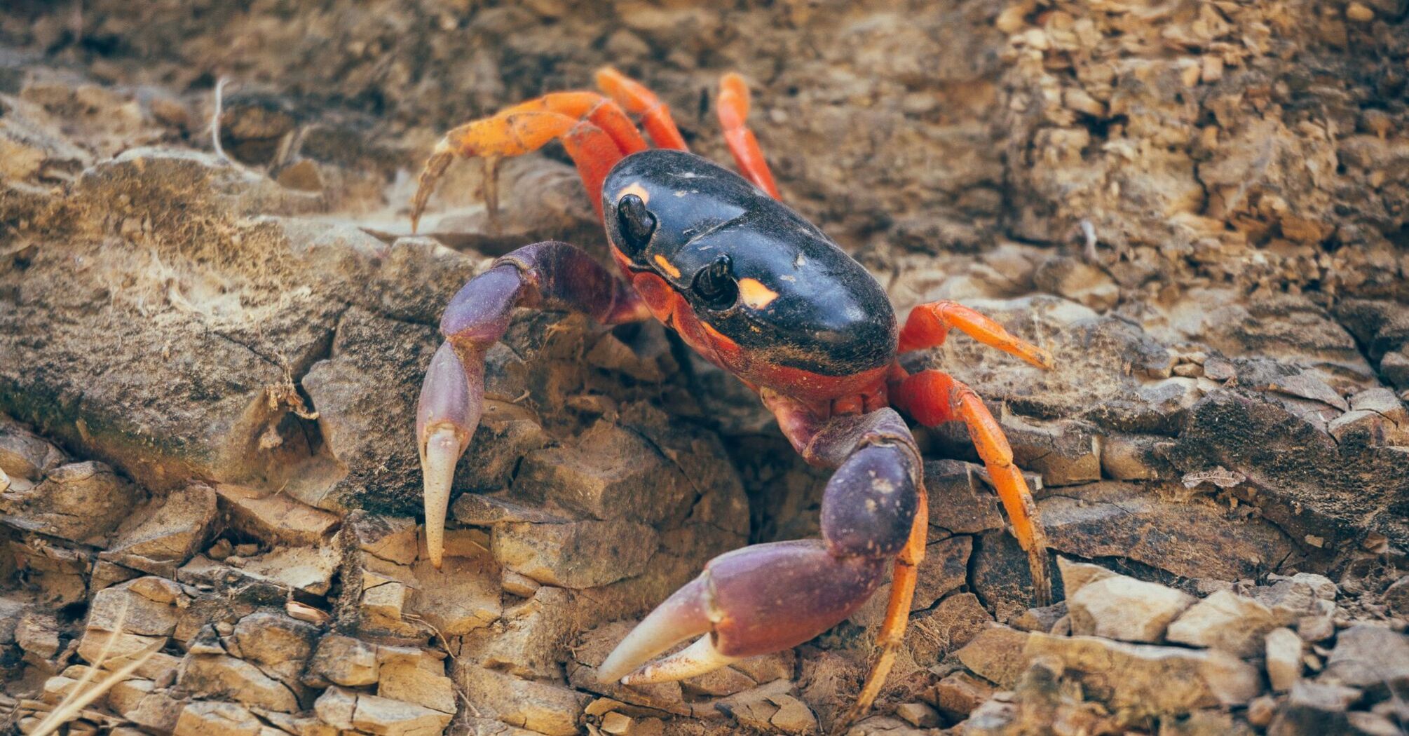 black and orange crab on brown rock