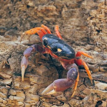 black and orange crab on brown rock
