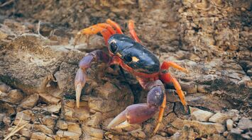 black and orange crab on brown rock