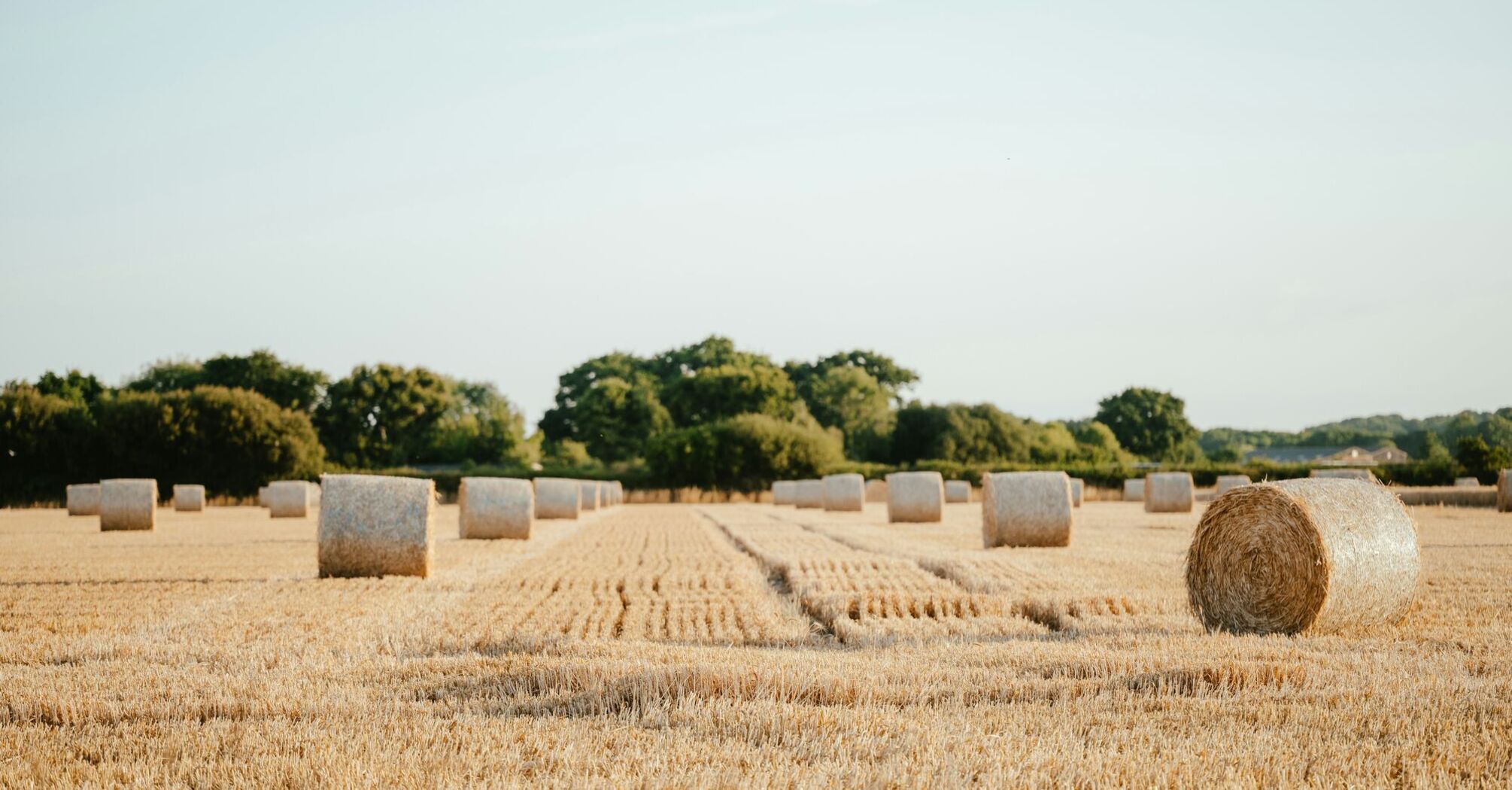 a field of hay bales