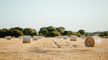 a field of hay bales