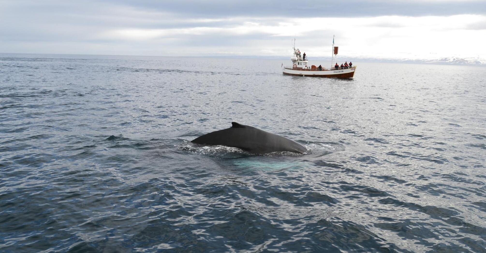 Whale surfacing near a tourist boat in cold, open waters