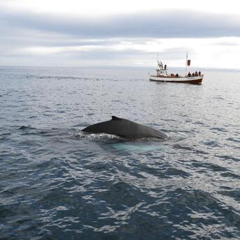 Whale surfacing near a tourist boat in cold, open waters