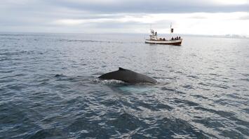 Whale surfacing near a tourist boat in cold, open waters
