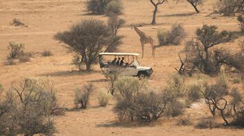 Tourists in a safari vehicle observing a giraffe in a dry savanna landscape