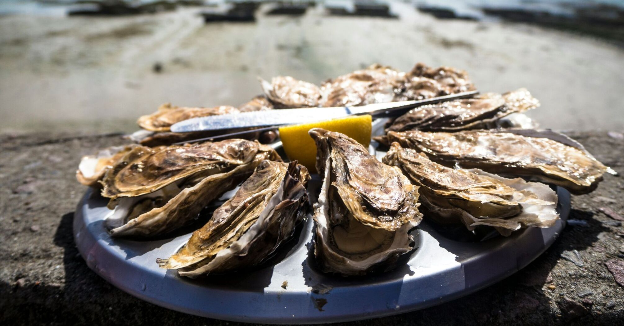 cooked oyster on round plate