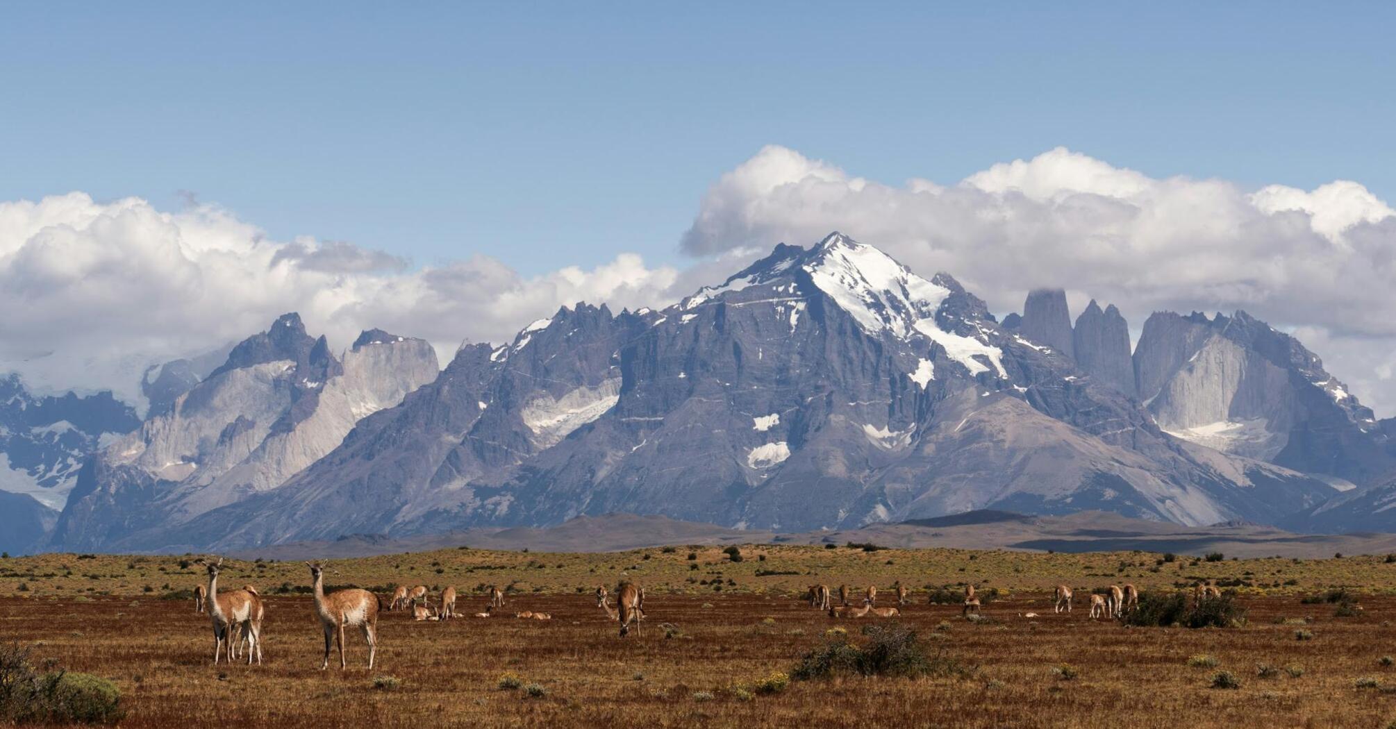 Guanacos graze in front of the majestic Patagonian peaks