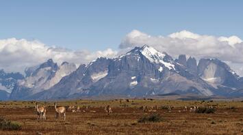 Guanacos graze in front of the majestic Patagonian peaks