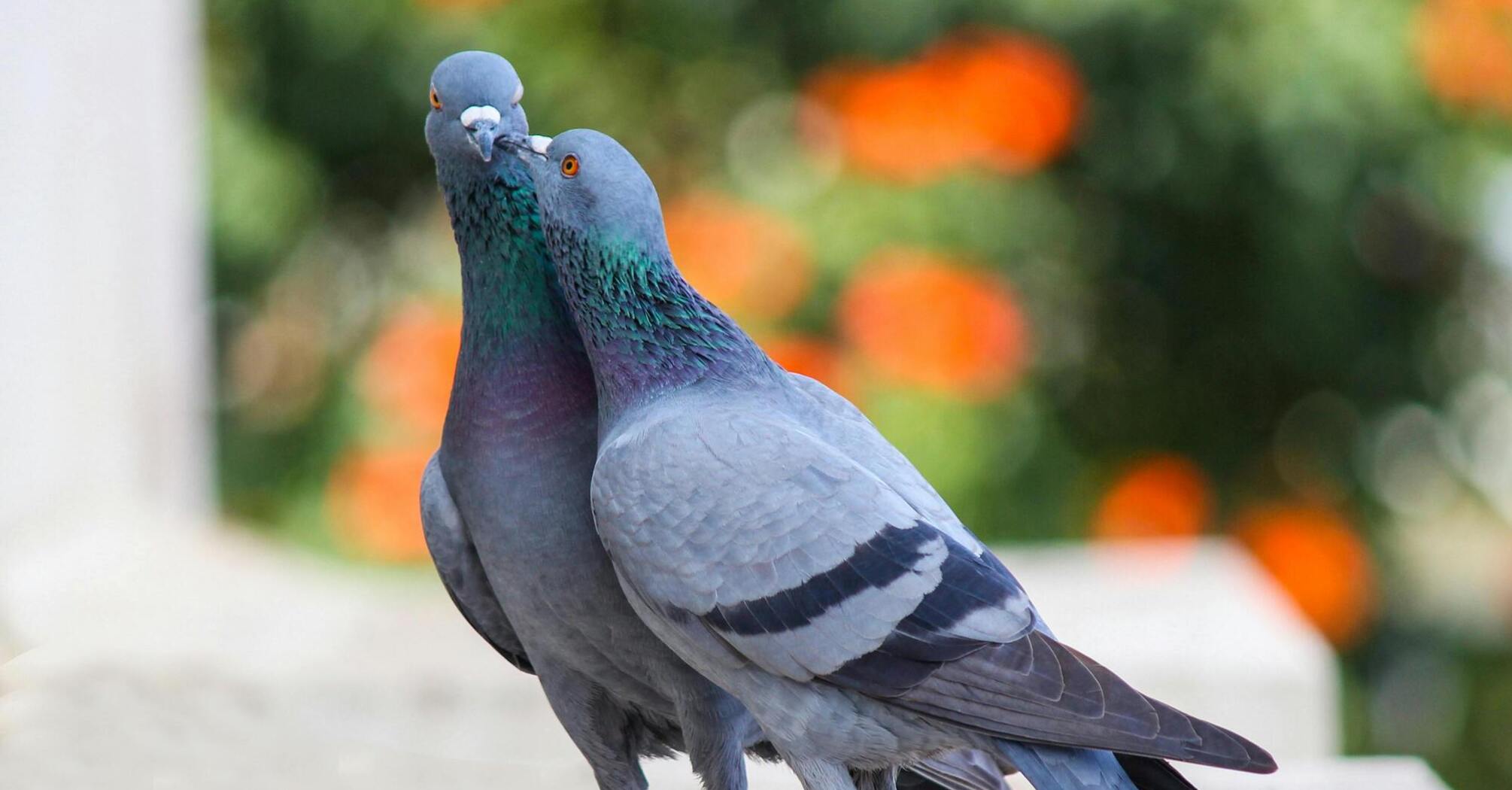 Two pigeons showing affection on a ledge