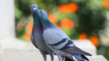 Two pigeons showing affection on a ledge