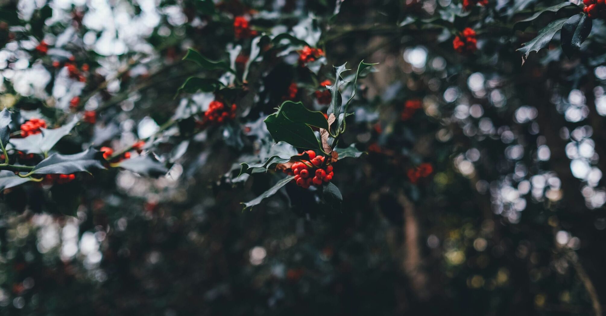 Holly on a tree