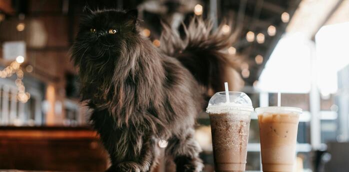 Fluffy black cat on a table next to two iced coffee drinks in a cozy café setting