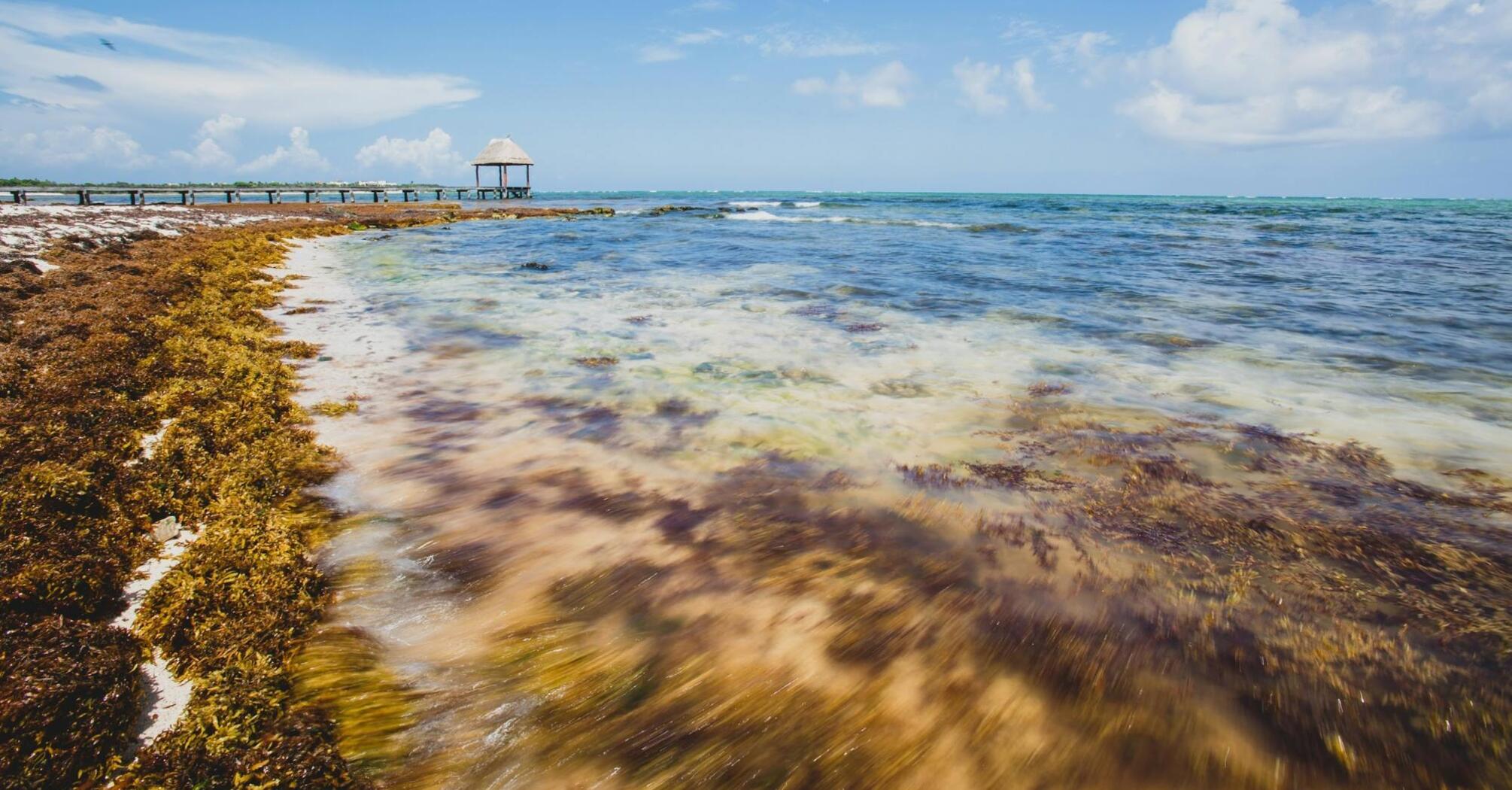 Coastal view with seaweed-covered shoreline and a small pier extending into clear blue waters