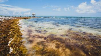 Coastal view with seaweed-covered shoreline and a small pier extending into clear blue waters