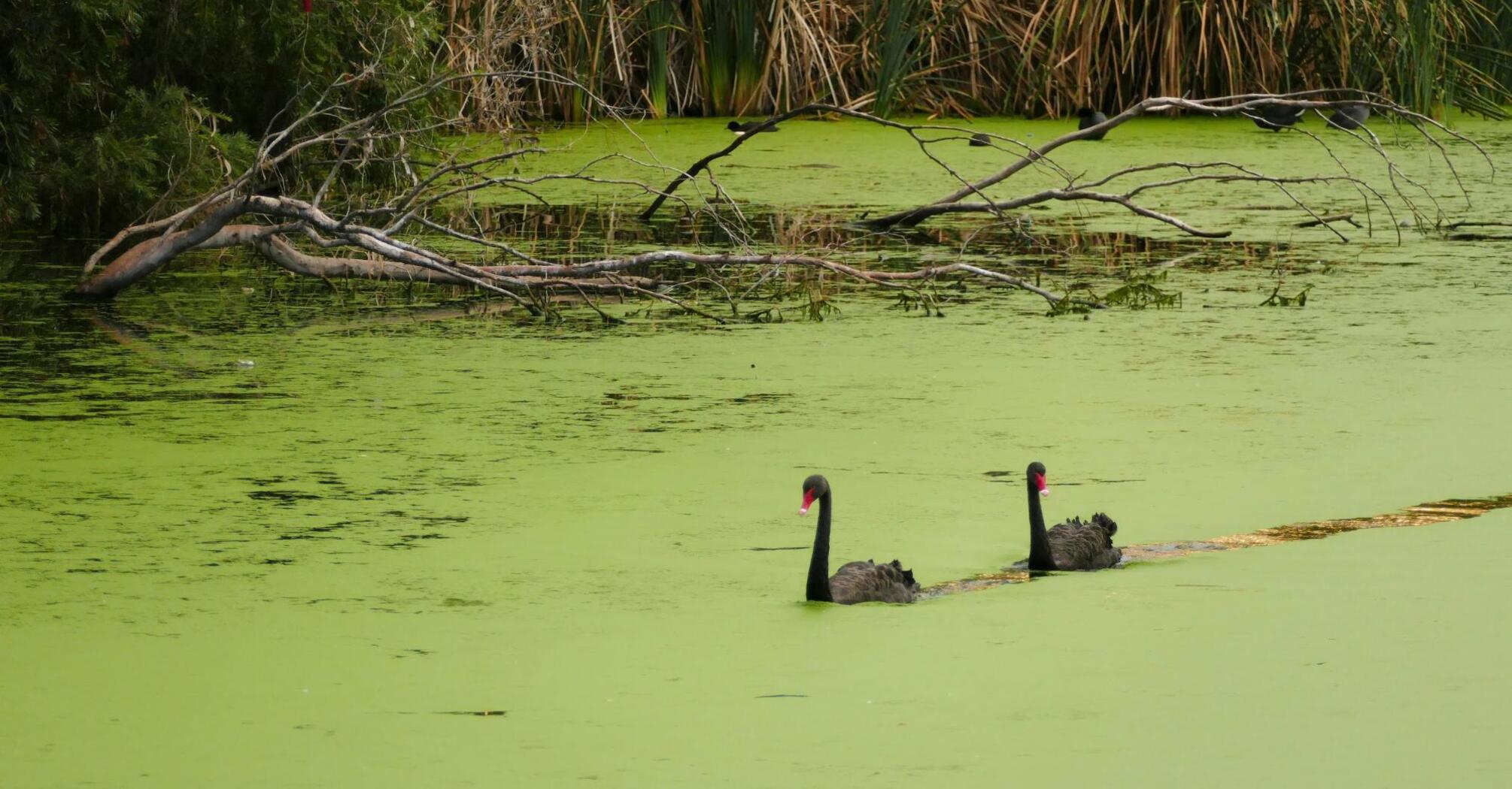 Two black swans swimming on a green, algae-covered lake with branches and reeds in the background