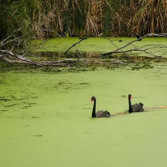 Two black swans swimming on a green, algae-covered lake with branches and reeds in the background