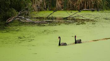 Two black swans swimming on a green, algae-covered lake with branches and reeds in the background