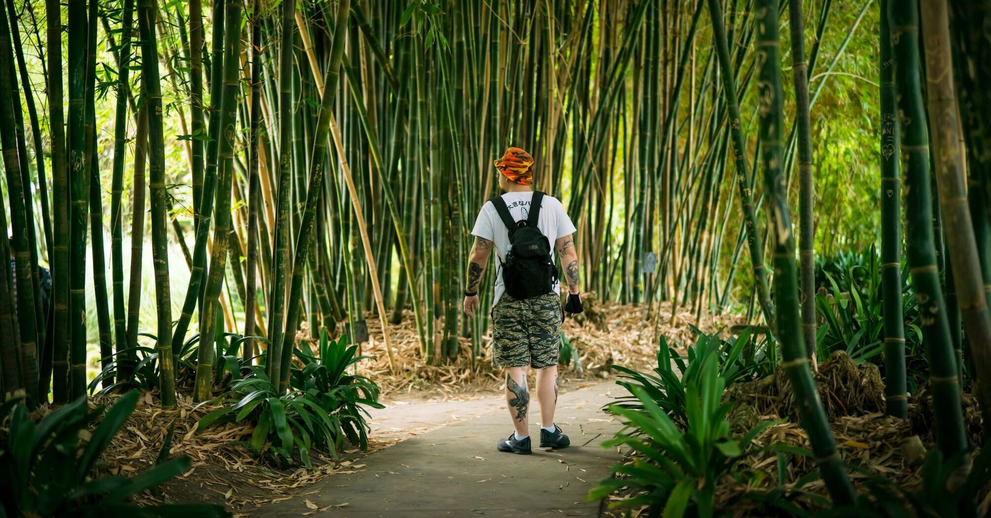 A person walks along a bamboo-lined path, surrounded by tall green bamboo stalks and lush plants, evoking a sense of exploration and natural beauty