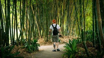 A person walks along a bamboo-lined path, surrounded by tall green bamboo stalks and lush plants, evoking a sense of exploration and natural beauty