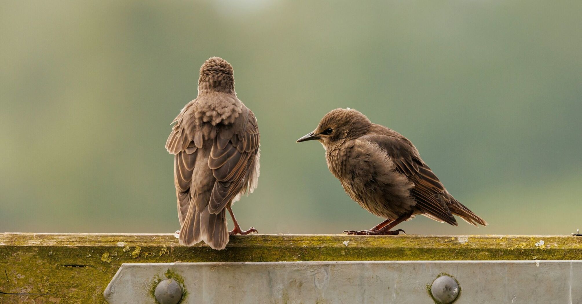 Two juvenile birds perched on a weathered wooden fence