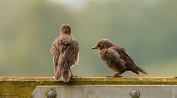Two juvenile birds perched on a weathered wooden fence