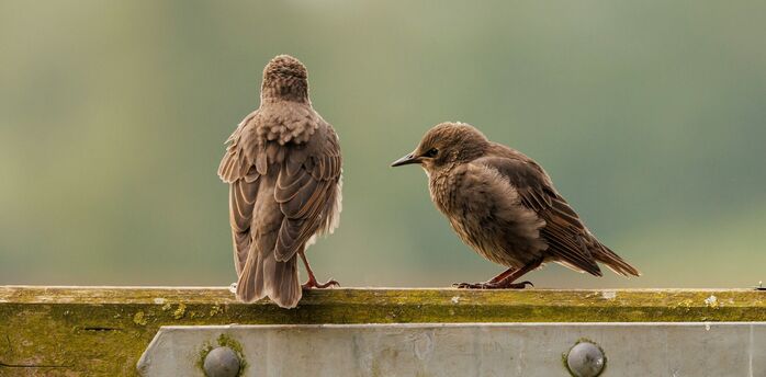 Two juvenile birds perched on a weathered wooden fence