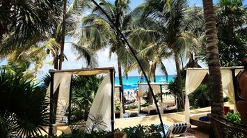 Tropical beach cabanas surrounded by palm trees and a view of the ocean