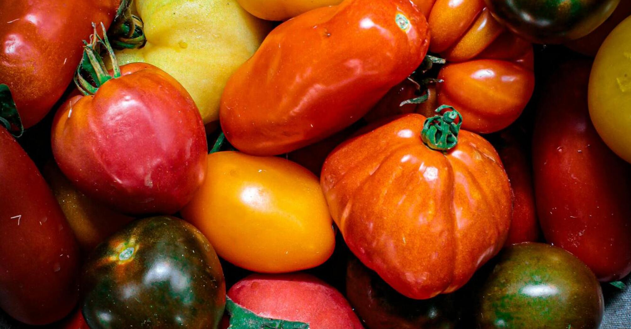 A variety of colorful fresh tomatoes