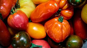 A variety of colorful fresh tomatoes