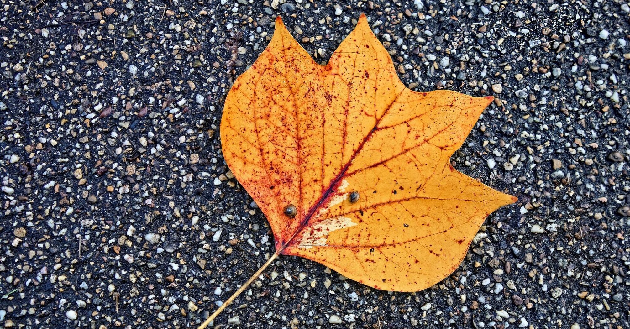 Bright orange leaf on a gravel surface