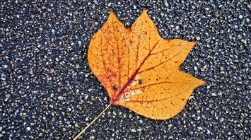 Bright orange leaf on a gravel surface