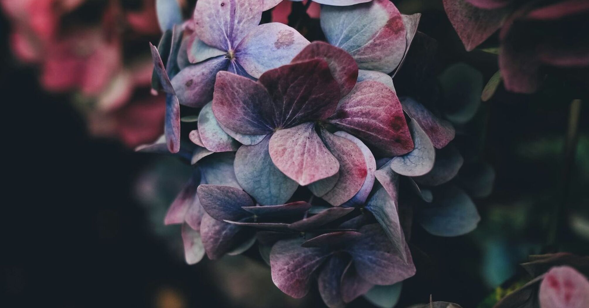 Close-up of vibrant hydrangea flowers in shades of pink and purple against a dark background