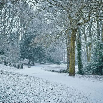 Snow-covered park with trees and pathway during snowfall