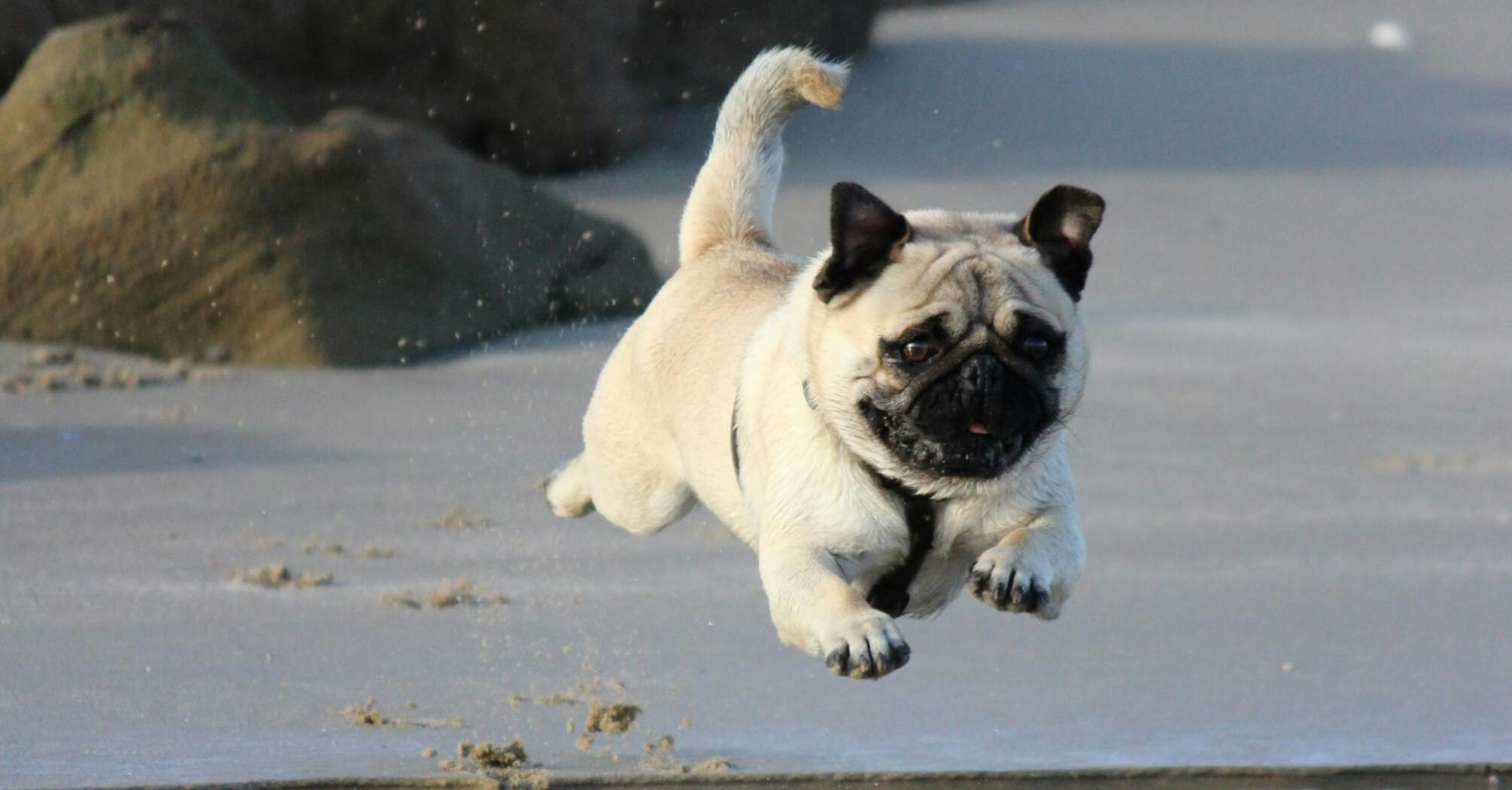 A pug leaping on the beach near the water